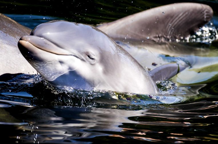 Een dolfijnenjong met zijn moeder in het Dolfinarium in Harderwijk. Volgens de Visitatiecommisie Dierentuinen laat het dierenpark de zeezoogdieren 'clownesk' gedrag vertonen. Beeld EPA