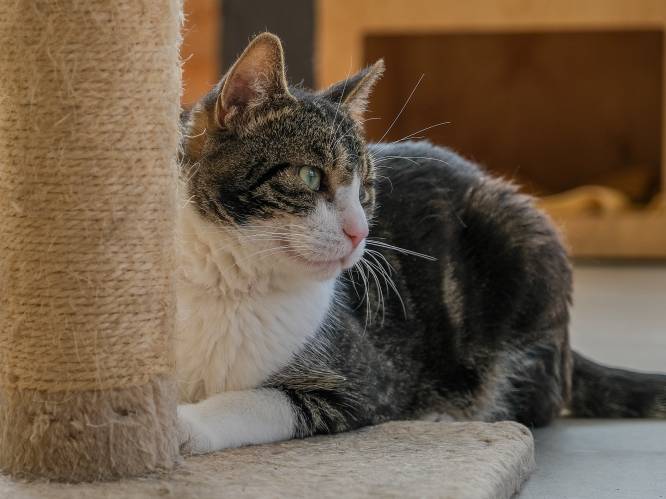 Dierenasiel Veeweyde moet katten weigeren door plaatsgebrek: “Denk goed na voor je een dier in huis haalt” 