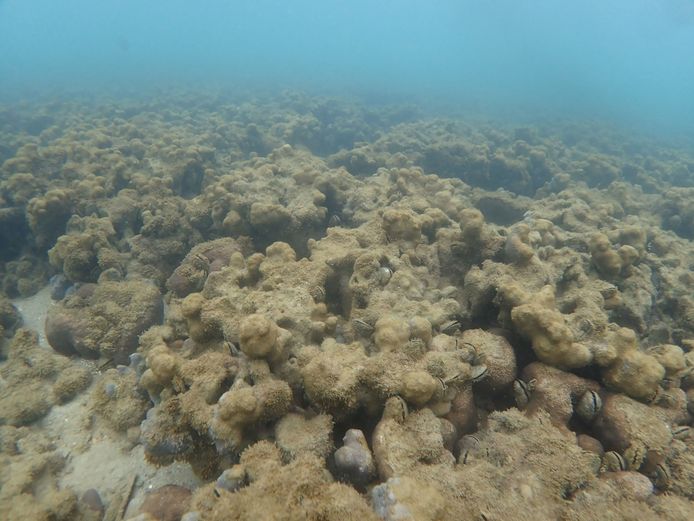 Dode koraalriffen in de baai van Kawahira van het Japanse eiland Ishigaki.
