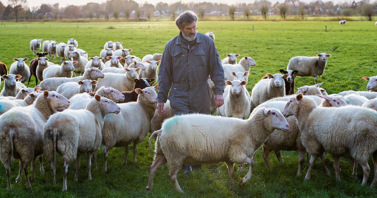 Was het tóch een wolf die de slachting aanrichtte in Laag Zuthem?