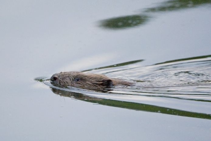 Bever. Foto: Jacob van der Weele