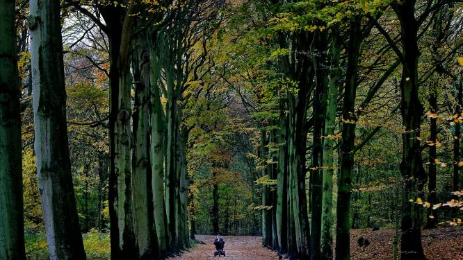 Staatsbosbeheer plant ruim 200.000 extra bomen in Groningen en Drenthe (maar wat is de winst?)
