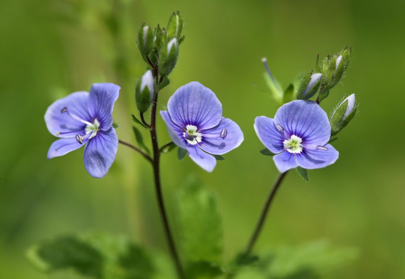 Gewone ereprijs bloeit met hemelsblauwe bloemen. De bloemen staan in trossen boven in de rechtopstaande planten.