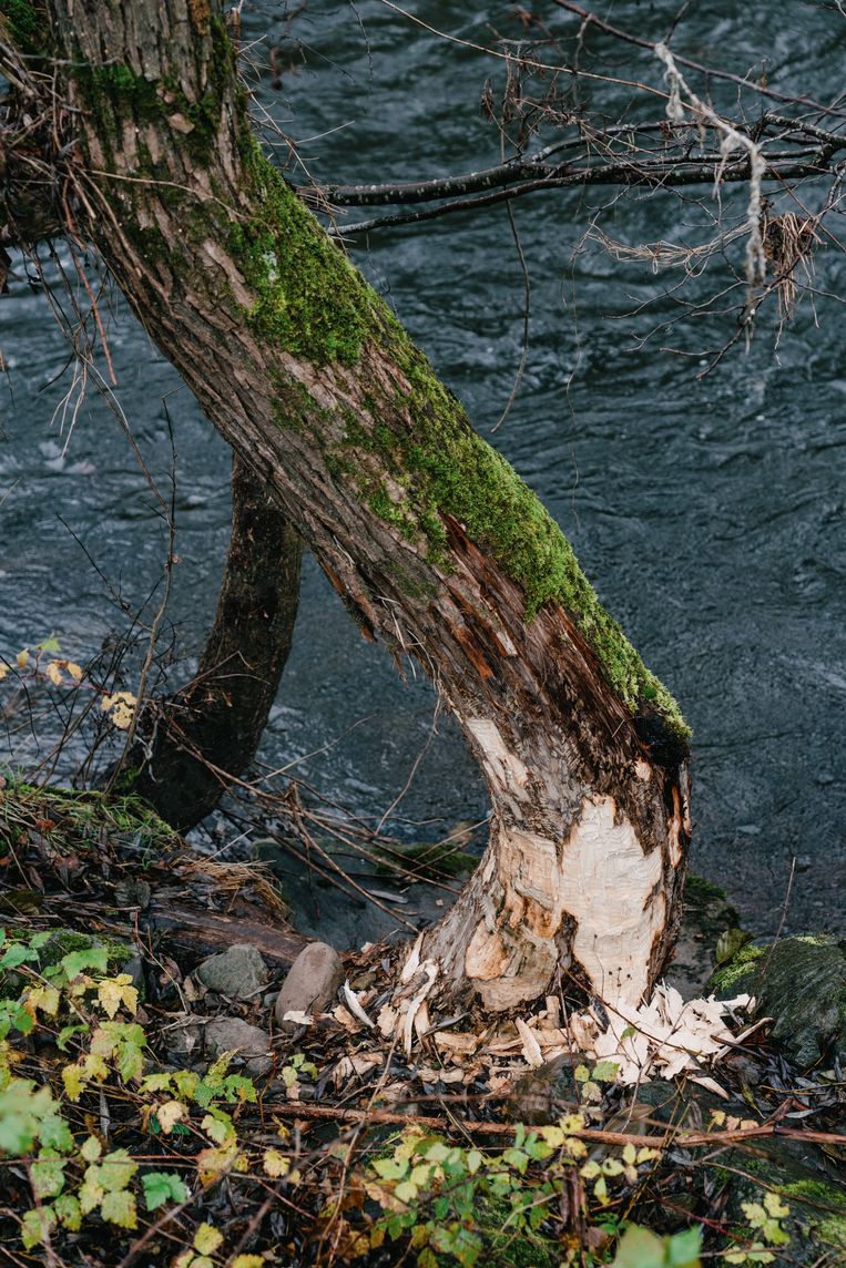 Een aangeknaagde boom ter hoogte van Ile de la Venne in Esneux. Beeld Wouter Van Vooren