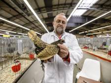 Grootste kleindierenshow wil van Assen naar Hardenberg: ‘broedende kip niet storen’