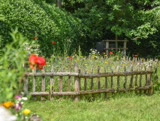Zo leg je een bloemenweide vol leven en kleur aan in je tuin