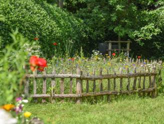 Doe jij mee aan ‘Maai Mei Niet’? Waarom minder maaien méér leven in je tuin betekent