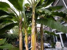 Tropische boom doet het goed in Nederland: 'Denk goed na waar je een bananenboom plant’