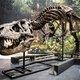 Waren er meerdere soorten T. Rex in omloop? Wetenschappers worden het maar niet eens