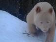 De volledig witte panda vastgelegd op infraroodcamera's.