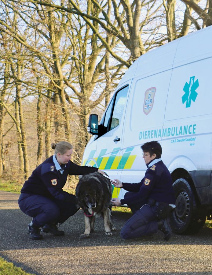 Vrijwilligers van de D.A.R. Dierenambulance ontfermen zich over een hond.