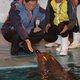 Dierentuin Seoul stopt met dolfijnenshow na protest dierenactivisten