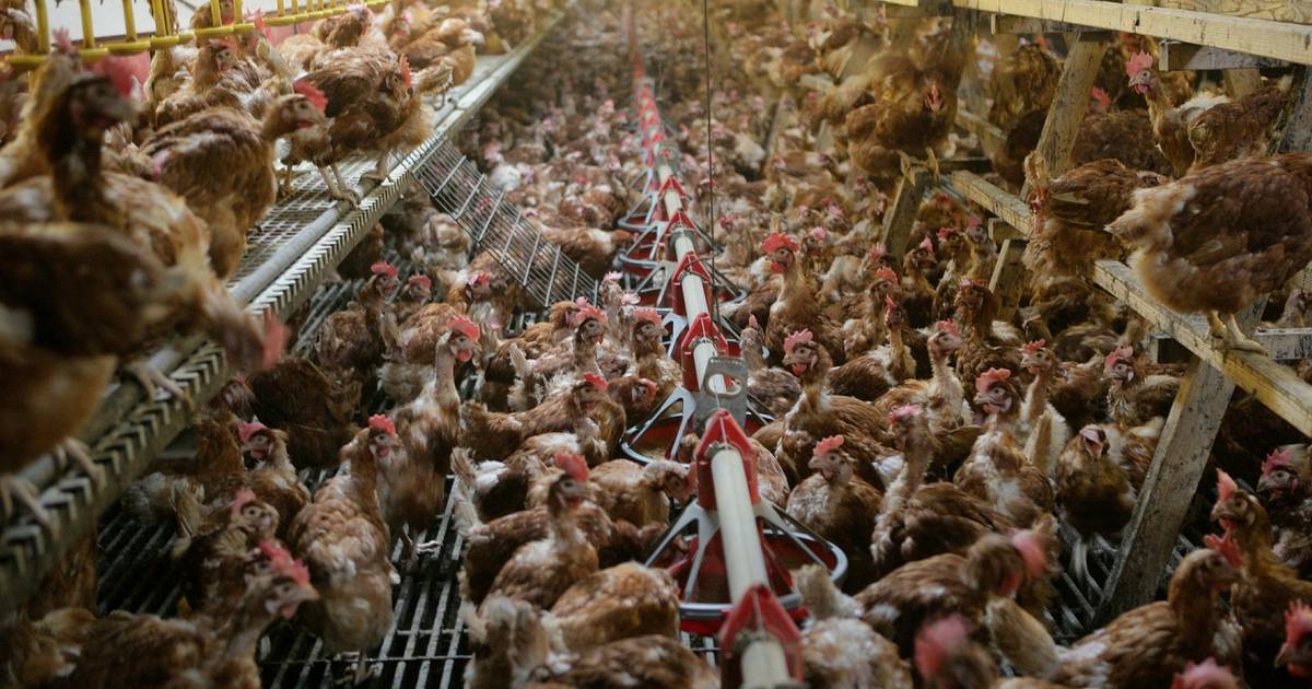 Tienduizenden kippen dood bij brand in Gelderse schuur