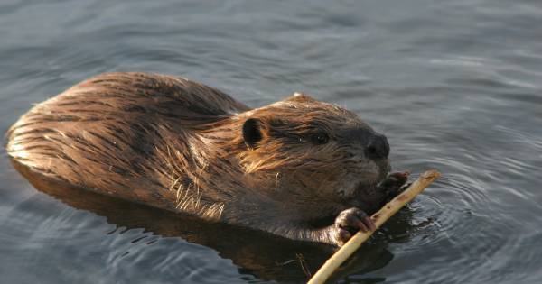 Bob de Bever bouwt dammen, en dat zorgt voor wateroverlast in Beek - De Gelderlander