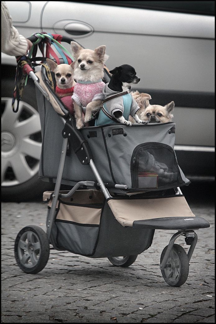 Hoeveel viervoeters passen in één buggy? Op uitstap met het hele gezin naar Antwerpen.
