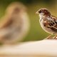 Het gaat niet goed met de mussen: dit kun je doen om ze in je tuin of balkon te helpen