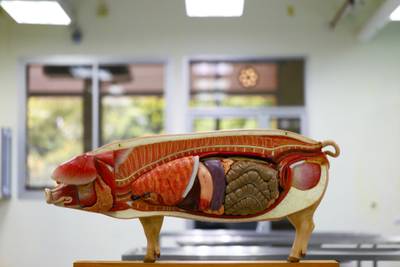 Wetenschappers wekken varkensorganen deels terug tot leven na dood van het dier