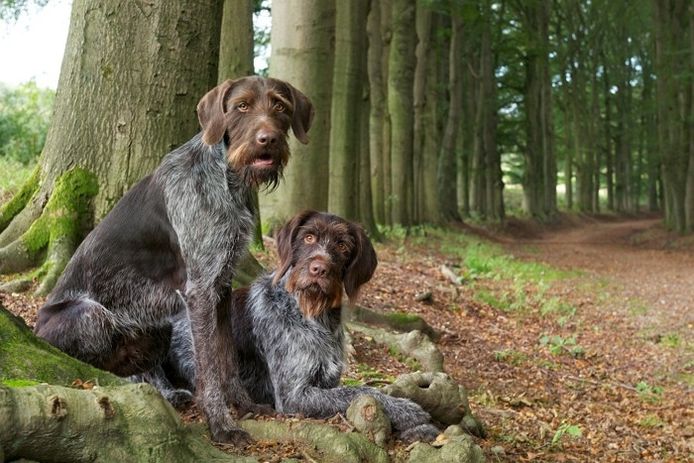 Honden in Park Mariëndaal in Arnhem. foto Marc Pluim