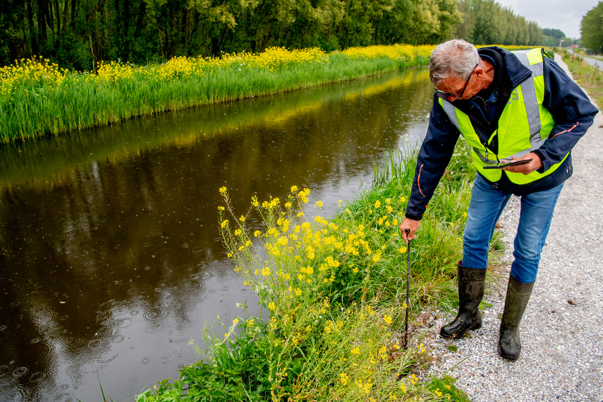 Het hoogheemraadschap van Delfland inspecteert vanwege de aanhoudende droogte veendijken in het werkgebied. Veendijken kunnen door de droogte sneller krimpen en barsten dan andere dijken. Beeld Hollandse Hoogte / ANP