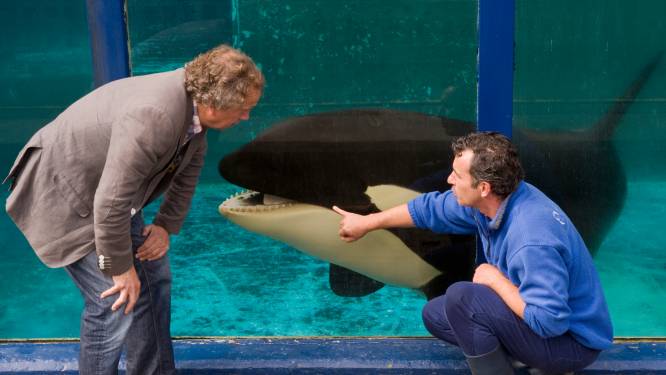 Geklungel rond orka Morgan werpt nieuw licht op verhuizing Dolfinarium-dieren naar China