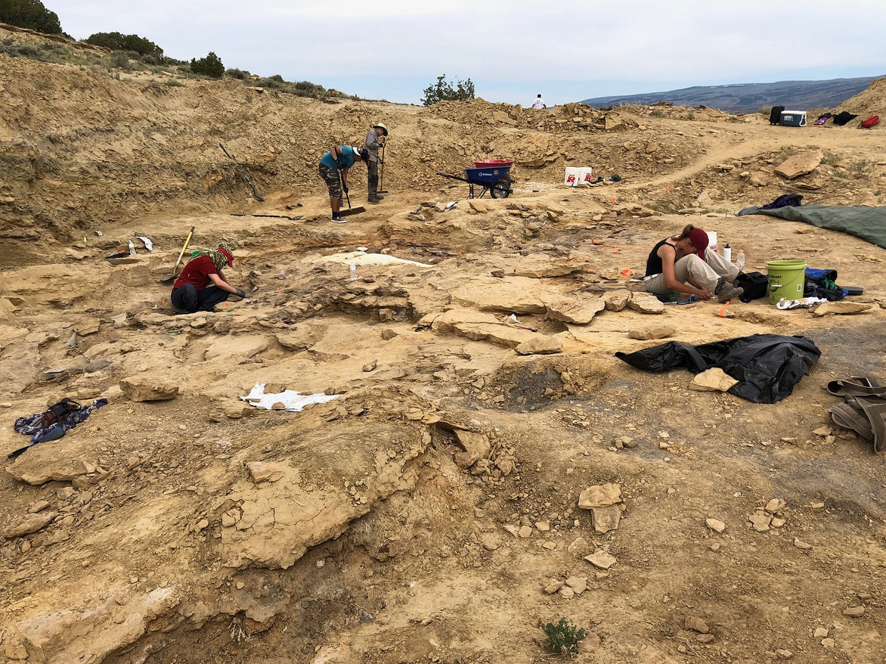 Opgraving op de Jurassic Mile Beeld Naturalis