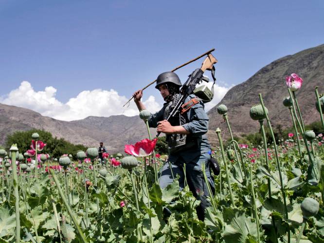 Opiumproductie Afghanistan zakt met 95 procent onder Talibanbewind