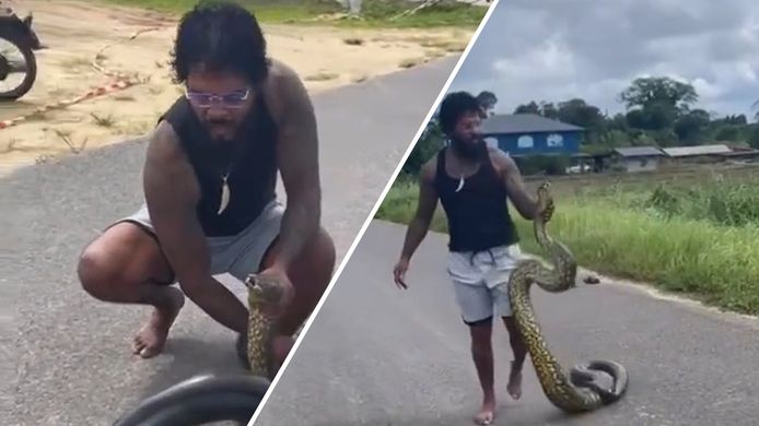 Video de Dag | Zien! Kickbokser sleurt meterslange anaconda van de weg af | Regio |