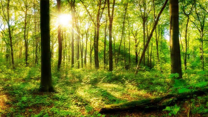 Trend Uitvoerder Afstoting Drie miljard extra bomen: waarom natuurbeschermers daar niet altijd blij  mee zijn | Binnenland | AD.nl