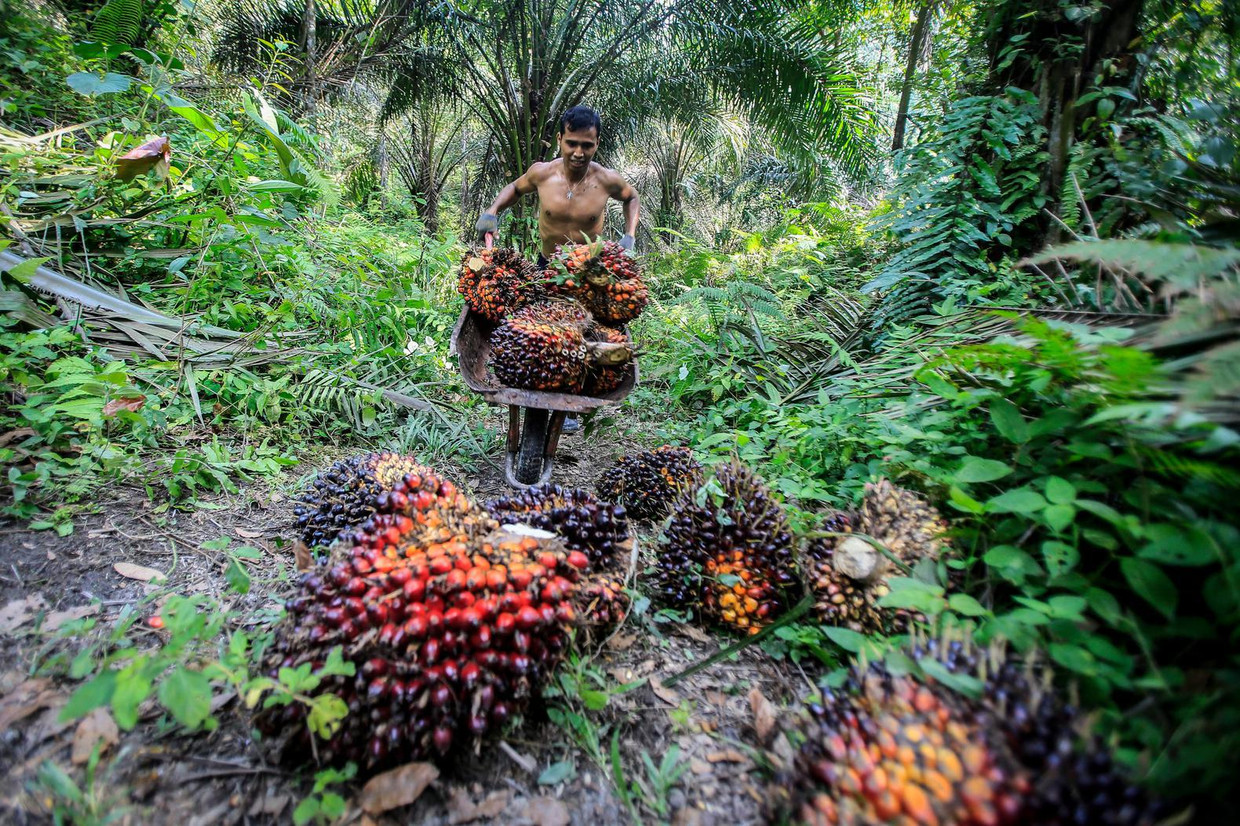 Memanen buah kelapa sawit di Indonesia.  foto di EPA