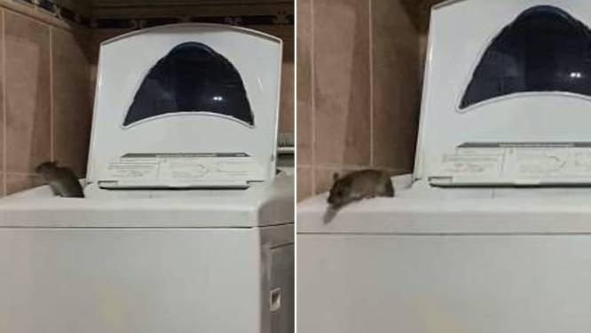Hond krabt en huilt bij wasmachine, baasje ontdekt niet veel later waarom