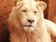 Uiterst zeldzame witte leeuw wordt geveild zodat trofeejagers hem kunnen doodschieten