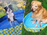 Baasje koopt groot hondenzwembad, maar dat valt net iets kleiner uit dan verwacht