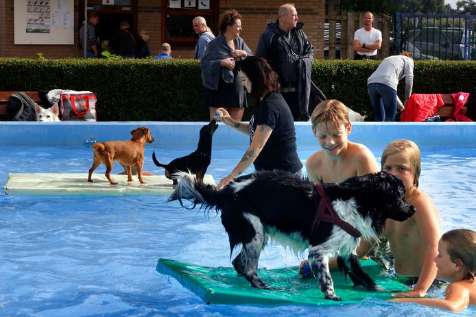 sirene merk Altijd Het zwemseizoen is voorbij: nu mogen de honden een duik nemen |  Rivierenland | AD.nl