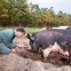 Hoe een varkensfluisteraar de oplossing vond voor het ammoniakprobleem