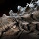 Gemummificeerde dino ontdekt: huid en ingewanden intact