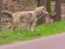 Wolf bedelt in Ermelo om voedsel en nu dreigen maatregelen: ‘Ik ben woest! Mensen veroorzaken dit’