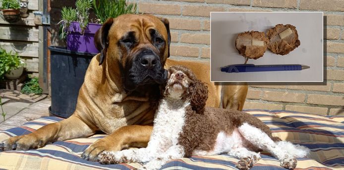 De twee honden van Carla Bensink. Rechts de poedel die zondag aan de dood ontsnapte. Inzet: de gehaktballen met kauwgum.