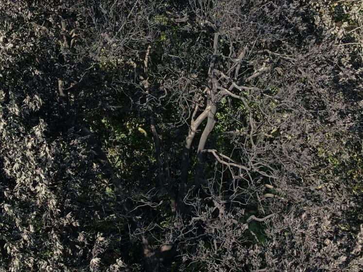 Dronebeelden tonen ravage na de bosbrand in Eindhoven