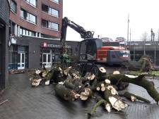 Oude kastanjeboom waait om op de Ridderhof in Oss - ‘Ja, het gaat hier even héél hard’