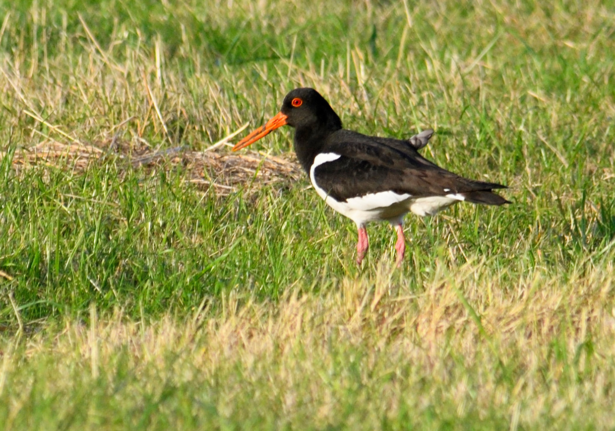 Het gaat niet goed met de scholekster; 2023 is uitgeroepen tot het jaar van deze vogel.  Beeld ANP