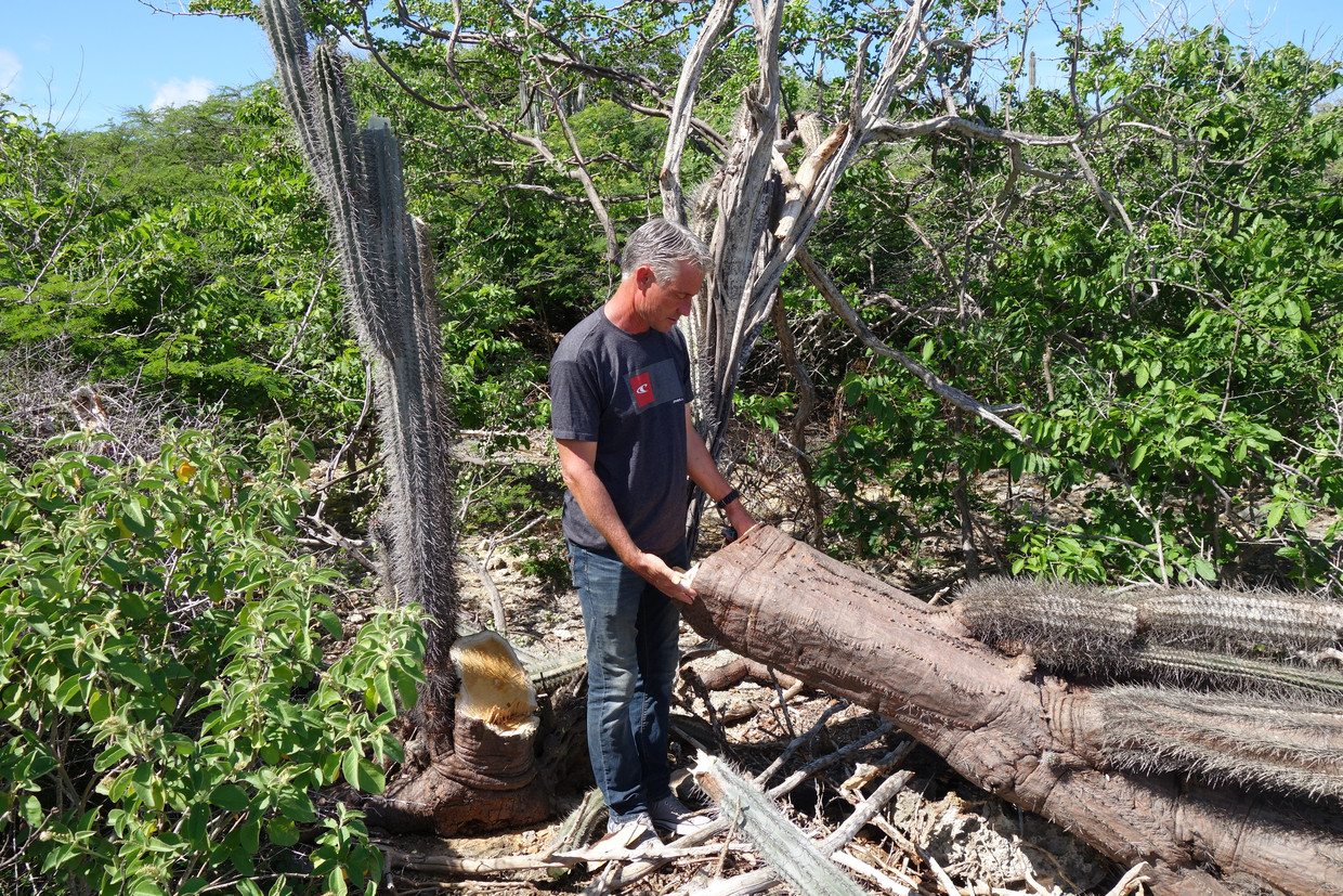 Johan de Blerk bij de omgehakte cactus op Bonaire. Beeld Joop Bouma