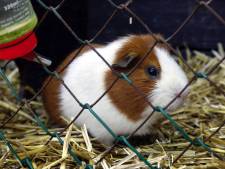 Dierenpolitie vindt 55 dode cavia's in schuur West-Friesland