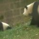 Pandamoeder is haar ruziënde kinderen zat en doet dan dít