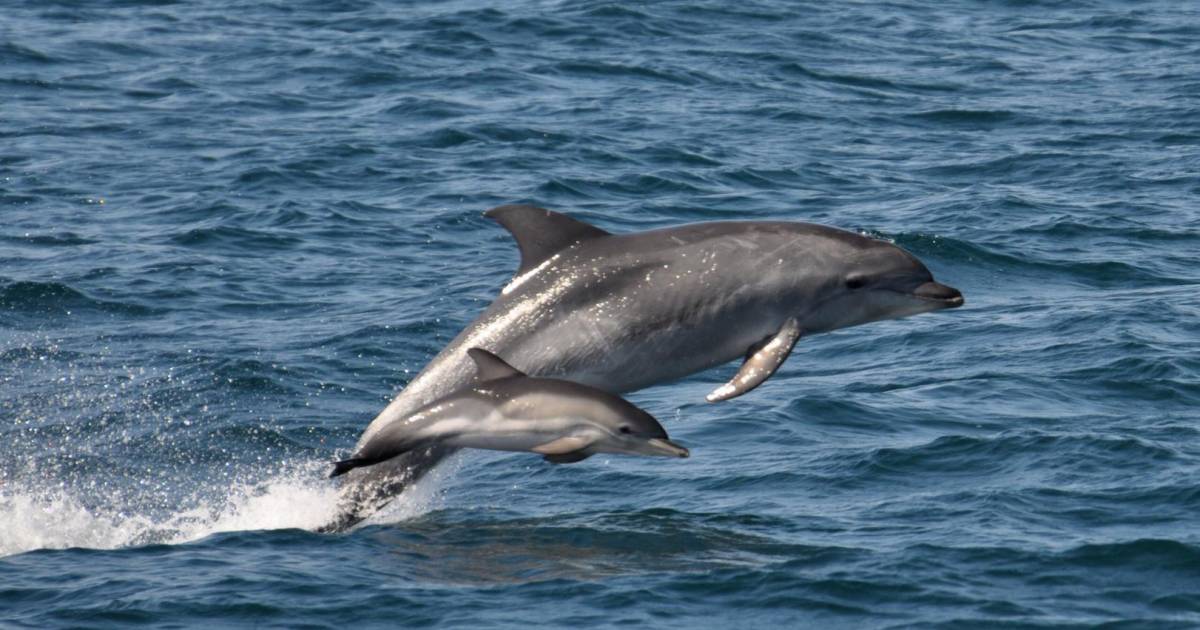 look.  Exclusive: Dozens of dolphins swim with the ship in the North Sea |  Instagram VTM News