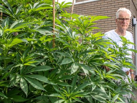 De twee wietplanten van Jan (73) uit Hasselt moeten weg: ‘Een ramp voor mijn zieke vrouw’