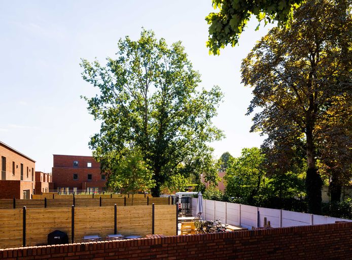 Projectontwikkelaar NBU liet op het Van Besouw-terrein de verkeerde bomen kappen, maar maakt dat nu goed door elders in de gemeente 25 bomen te planten.