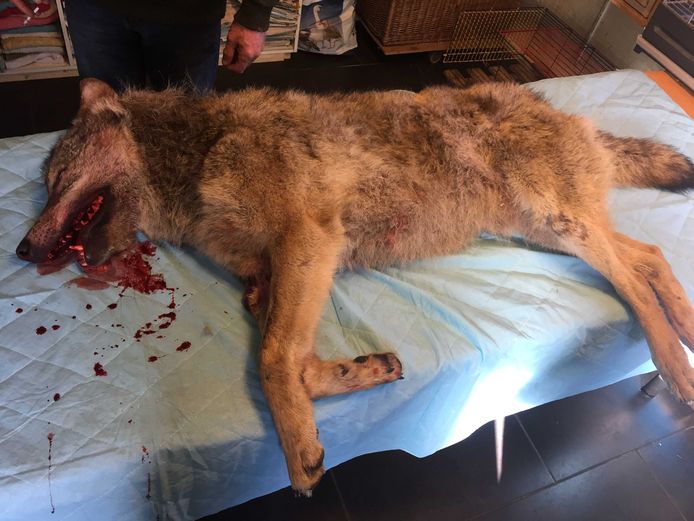 Bij de Stichting Faunavisie Wildcare in het Groningse Westernieland is een dode wolf binnengebracht. Het dier is doodgereden op de A28 tussen Hoogeveen en Meppel.