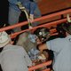 Sterkere stieren kweken zorgt voor meer gewonde cowboys
