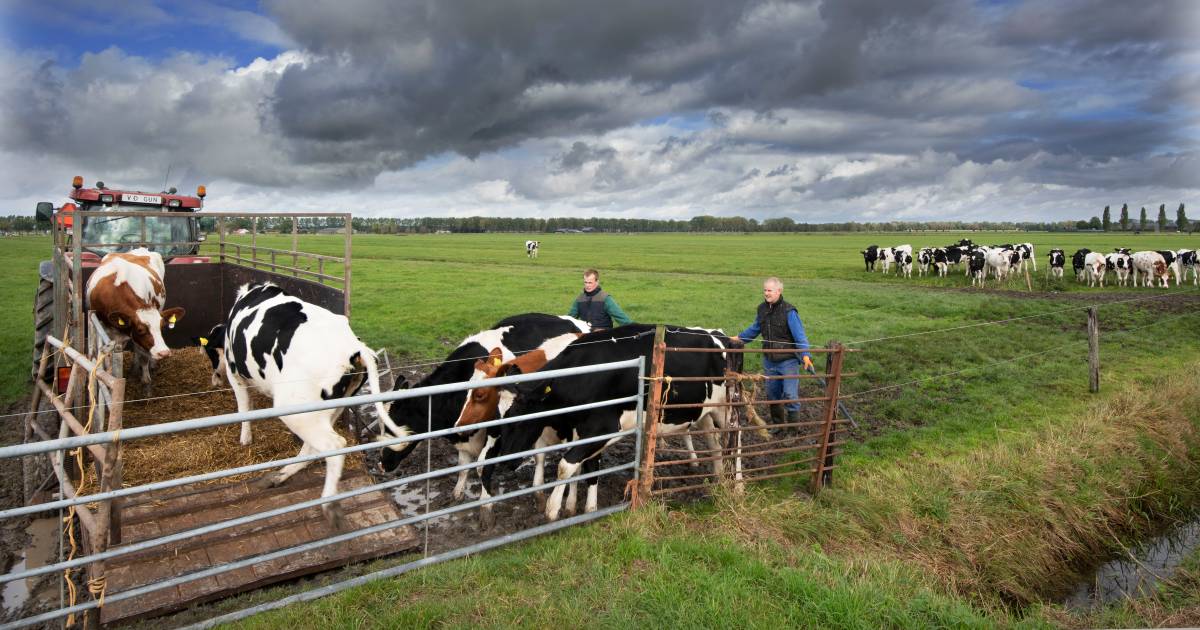 Boer Toon brengt zijn drachtige, jonge koeien terug naar stal in Zoelmond
