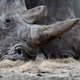 Stropers vermoorden neushoorn in Parijse zoo en zagen hoorn af